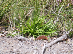 Stylidium crassifolium