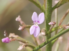 Stylidium crassifolium