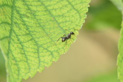 Formica fusca