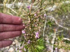 Stylidium crassifolium