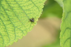 Formica fusca