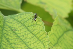Formica fusca