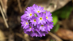 Primula denticulata