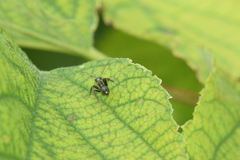 Formica fusca