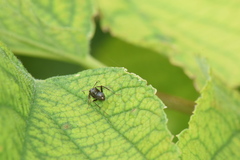 Formica fusca