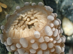 Phlyctenactis tuberculosa