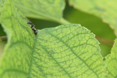 Formica fusca