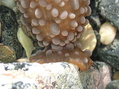 Phlyctenactis tuberculosa