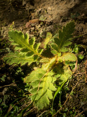 Meconopsis napaulensis