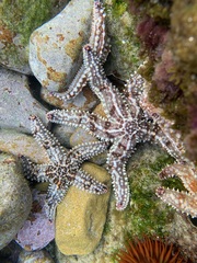 Pisaster giganteus