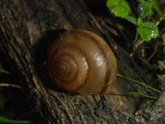 Helminthoglypta phlyctaena