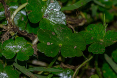 Hydrocotyle ranunculoides