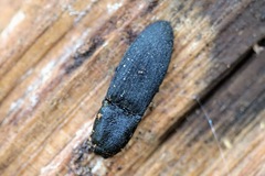 Lacon punctatus