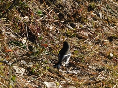 Phoenicurus coeruleocephala