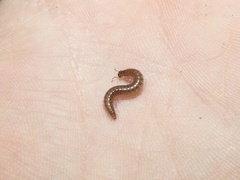 Cleidogona