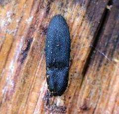 Lacon punctatus