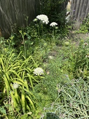 Daucus