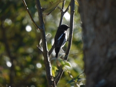 Phoenicurus coeruleocephala