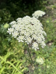 Daucus