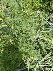 Daucus