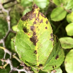 Diplocarpon rosae