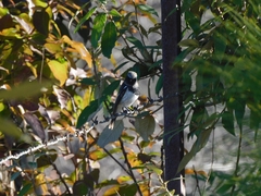 Phoenicurus coeruleocephala