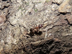 Camponotus subbarbatus