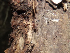 Camponotus subbarbatus