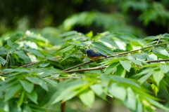 Dicaeum trigonostigma