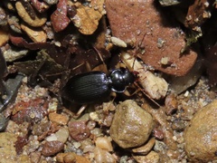 Nebria lacustris