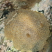 Acanthodoris mollicella - Photo (c) Zachary Robertson, some rights reserved (CC BY-NC), uploaded by Zachary Robertson