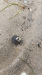 Austrocochlea porcata