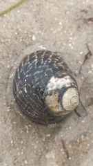 Austrocochlea porcata