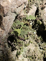 Myriopteris intertexta