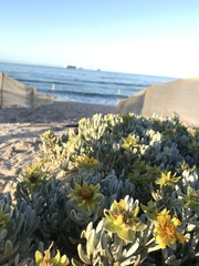 Arctotheca populifolia