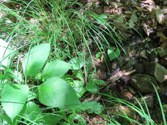 Micranthes micranthidifolia