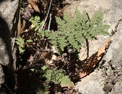 Myriopteris intertexta