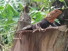 Agama agama