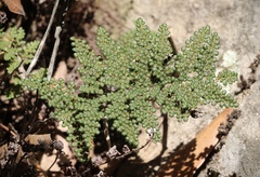 Myriopteris intertexta