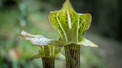 Arisaema nepenthoides