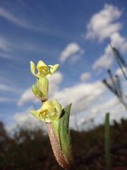 Disperis villosa