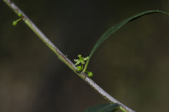 Maytenus boaria
