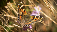 Aglais caschmirensis