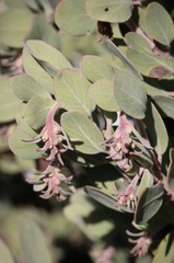 Arctostaphylos canescens