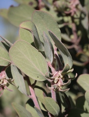 Arctostaphylos canescens