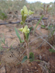 Disperis villosa