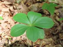 Isotria verticillata