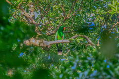 Eclectus roratus