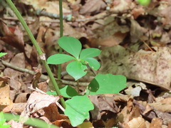 Isotria verticillata