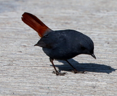 Phoenicurus fuliginosus